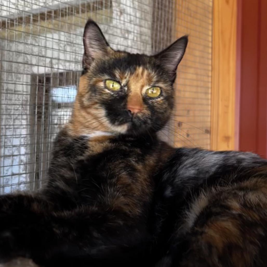 Enlarge Tigress, a Adoptable Domestic Short Hair in Brighton, MO image 5/6