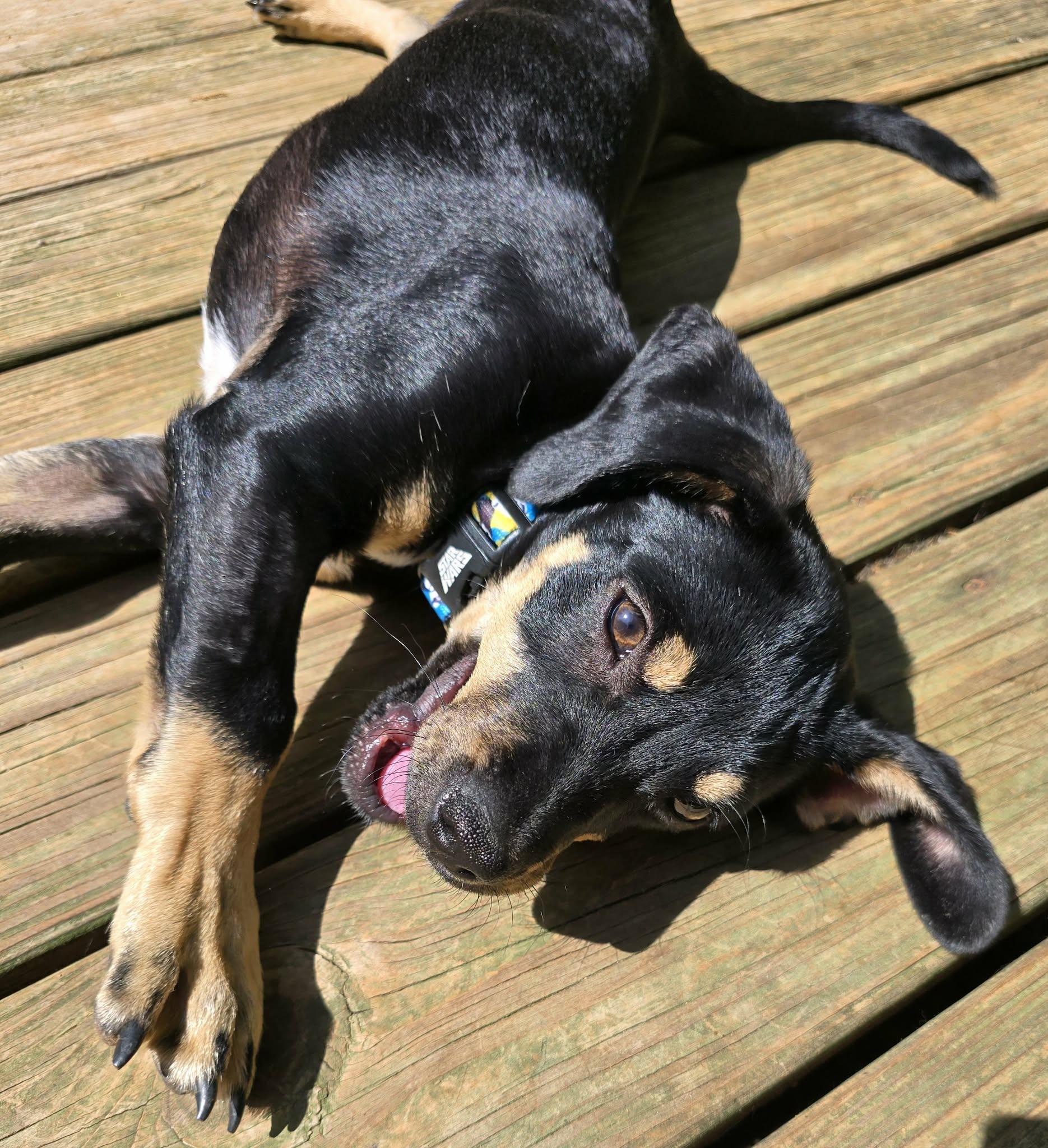 Enlarge Otto , a ADOPTABLE mixed breed in Piedmont, SC image 5/5