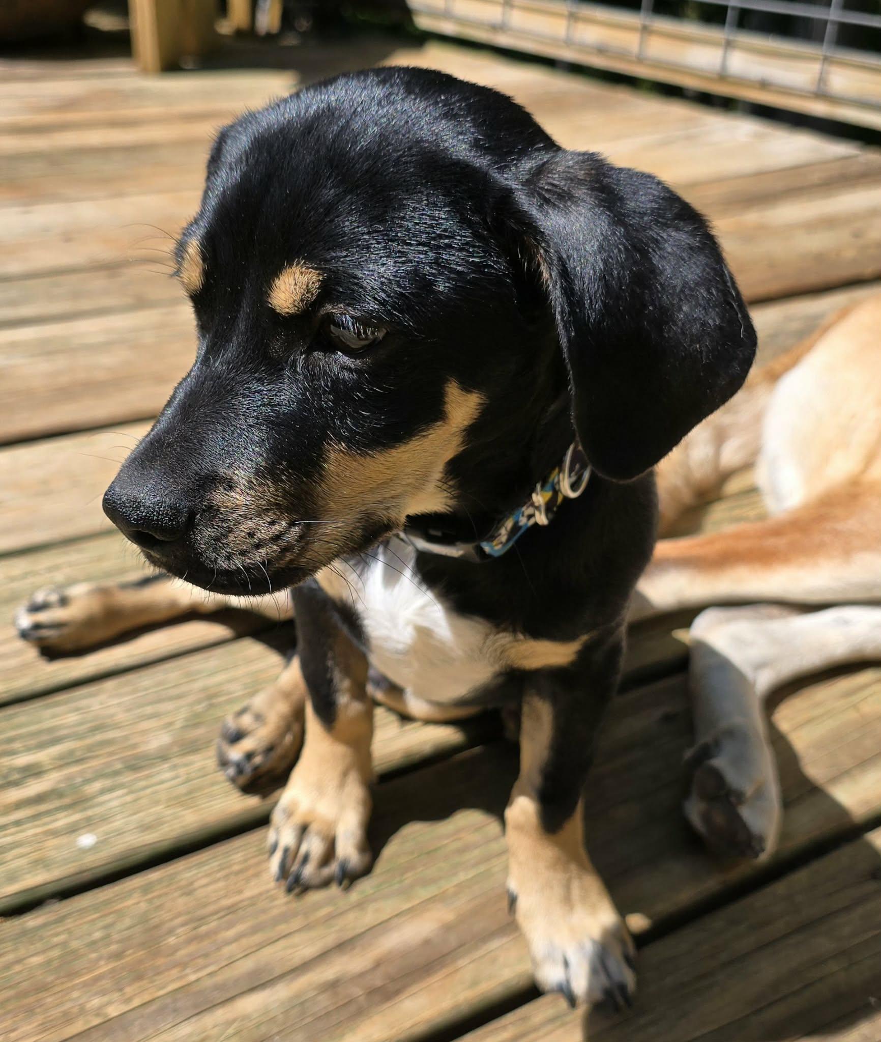 Enlarge Otto , a ADOPTABLE mixed breed in Piedmont, SC image 3/5