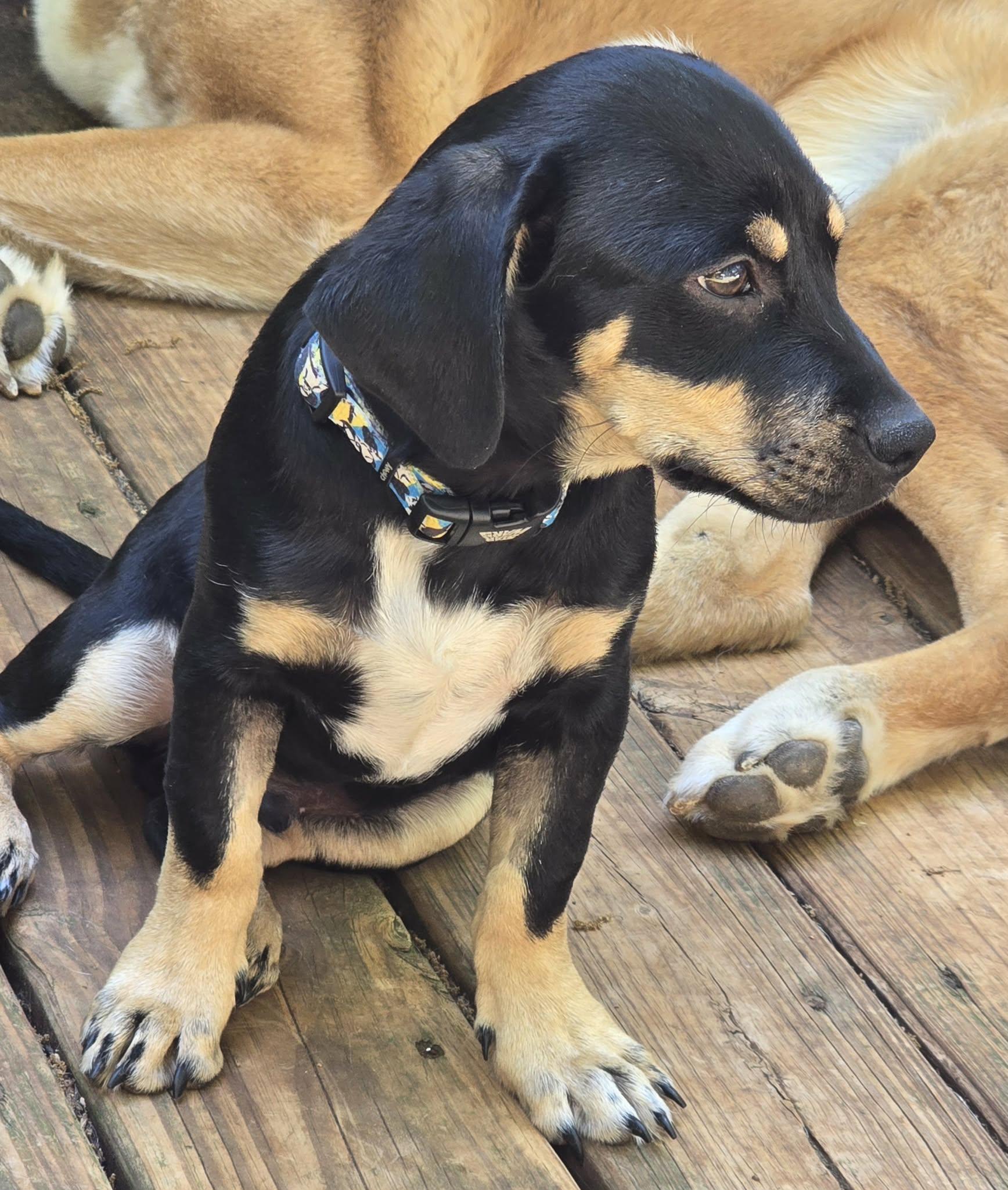 Enlarge Otto , a ADOPTABLE mixed breed in Piedmont, SC image 2/5