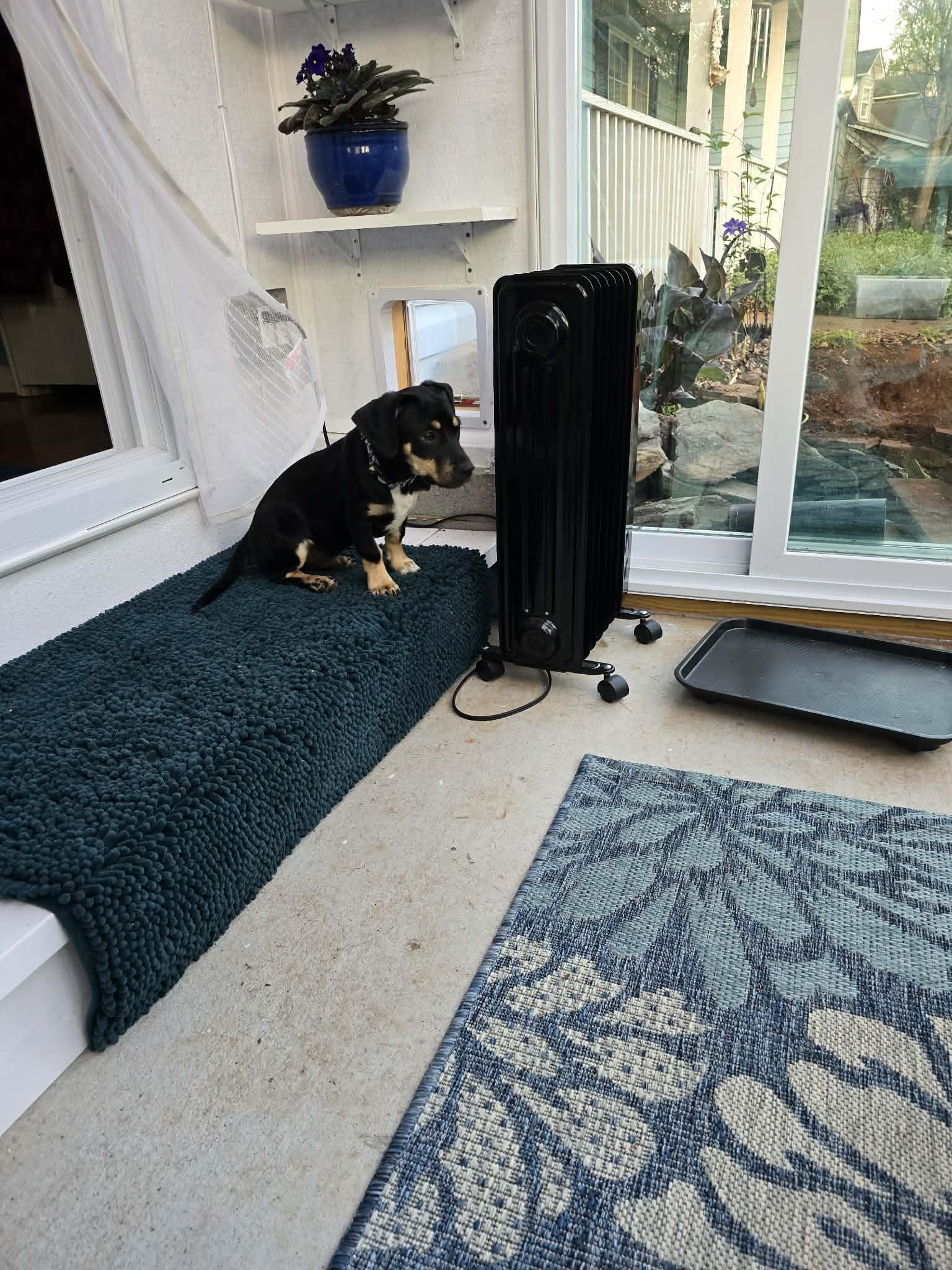 Enlarge Otto , a ADOPTABLE mixed breed in Piedmont, SC image 4/5