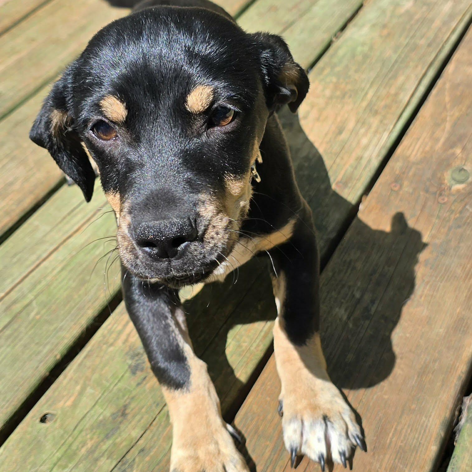 Otto , ADOPTABLE, Puppy Male Dachshund.