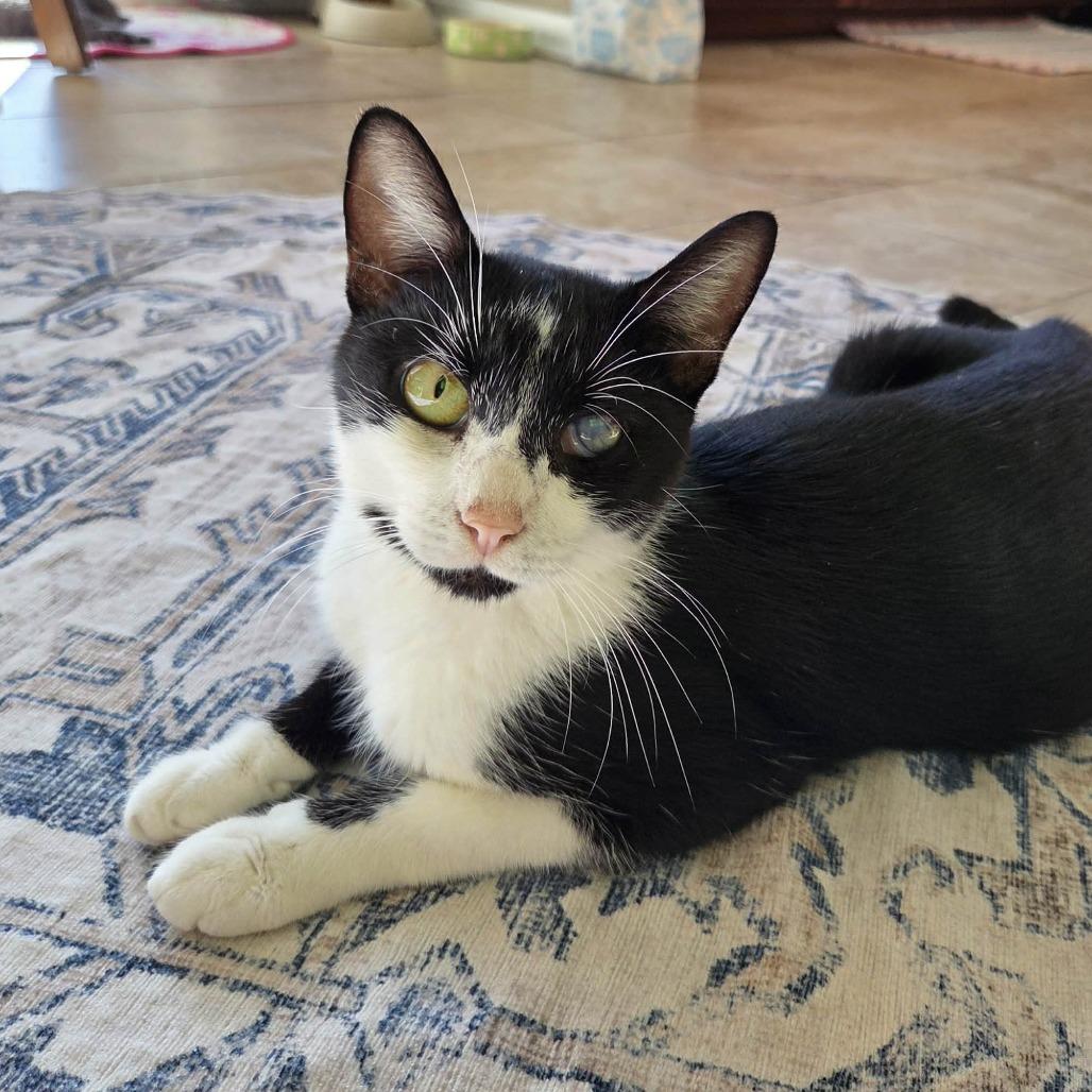 Enlarge Iris, a Adoptable Domestic Short Hair in Reisterstown, MD image 1/6