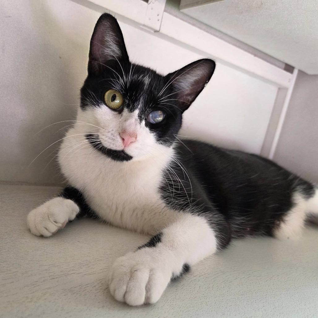 Enlarge Iris, a Adoptable Domestic Short Hair in Reisterstown, MD image 2/6