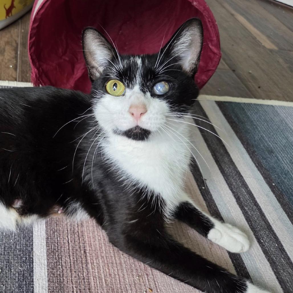 Enlarge Iris, a Adoptable Domestic Short Hair in Reisterstown, MD image 3/6