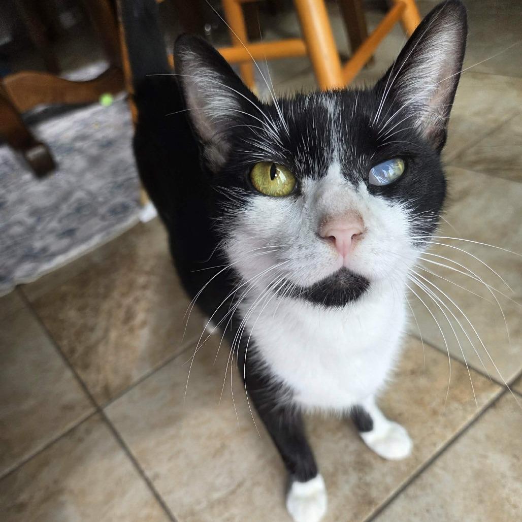 Enlarge Iris, a Adoptable Domestic Short Hair in Reisterstown, MD image 4/6