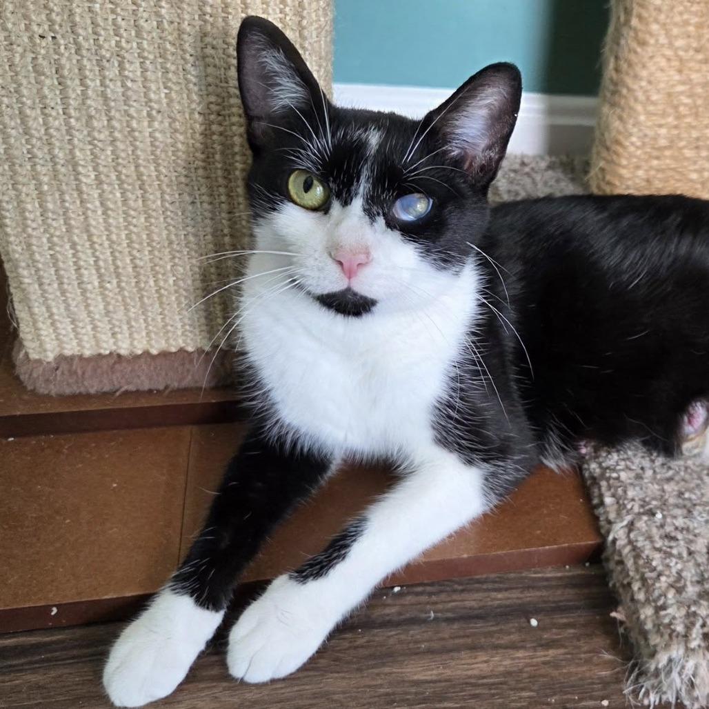 Enlarge Iris, a Adoptable Domestic Short Hair in Reisterstown, MD image 5/6