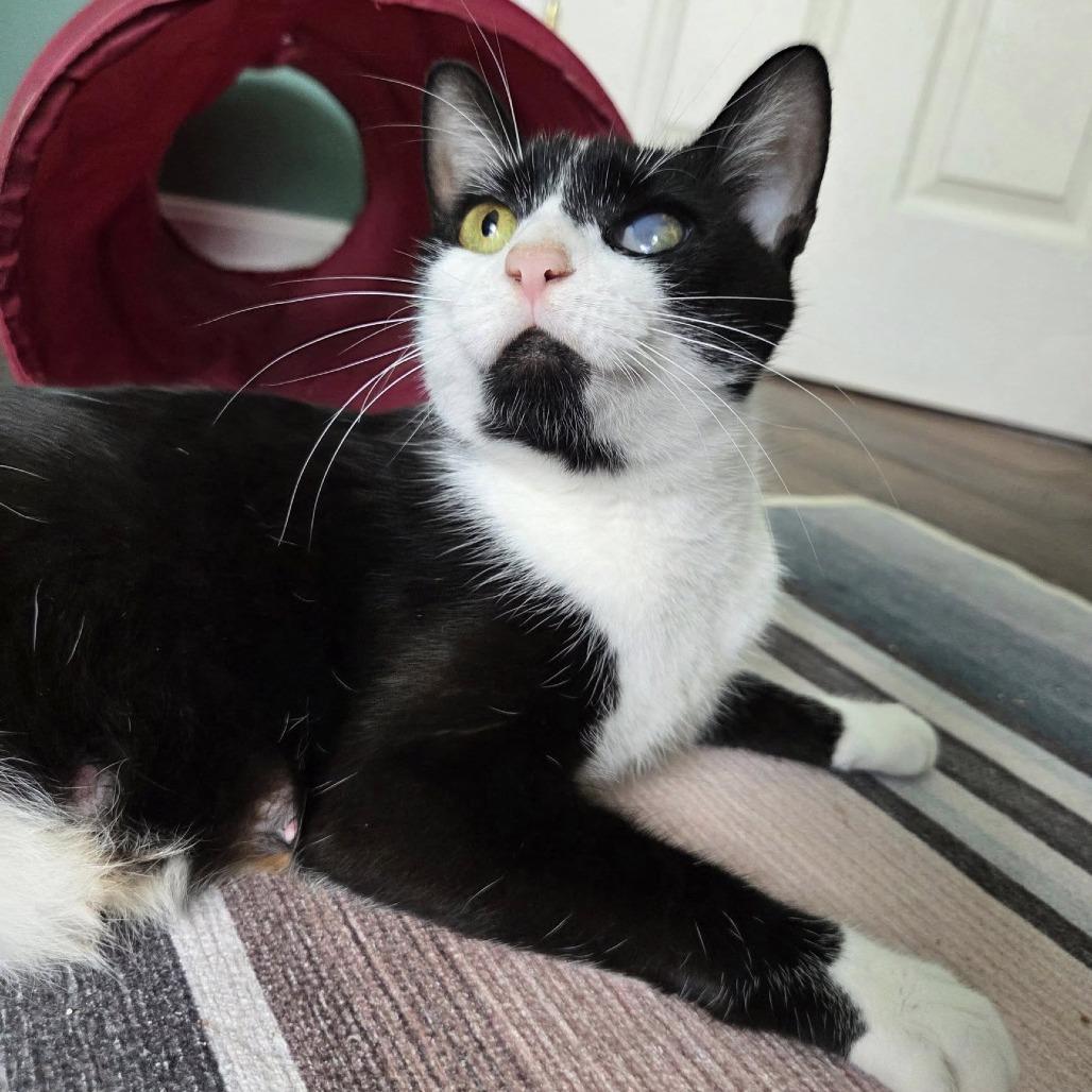 Enlarge Iris, a Adoptable Domestic Short Hair in Reisterstown, MD image 6/6