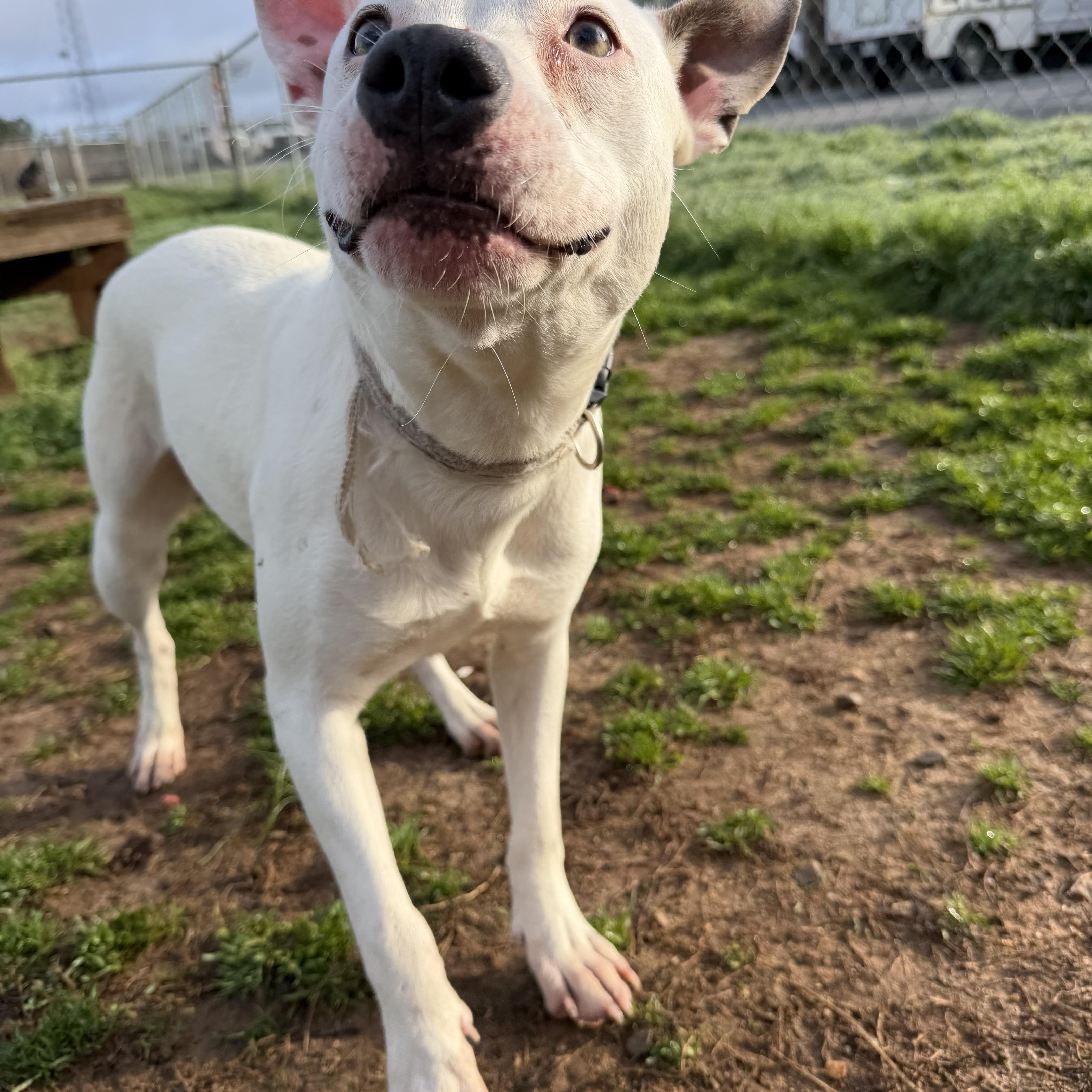 Enlarge Stella, an adopted mixed breed in Oxford, GA image 1/1