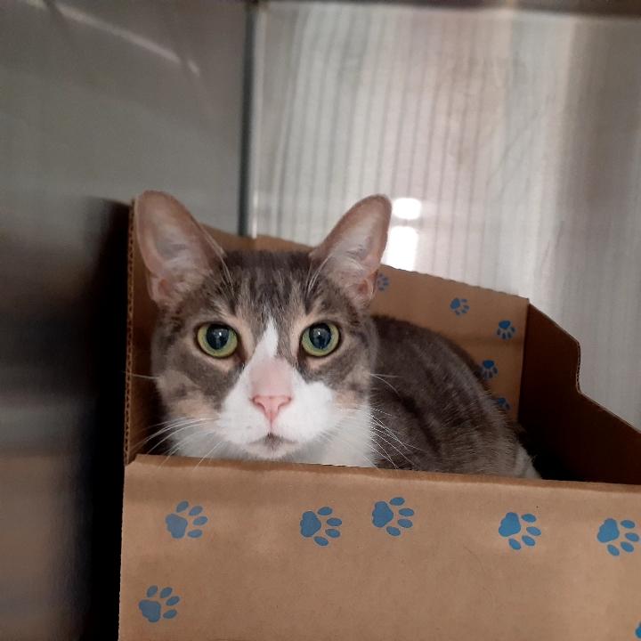 Mei Mei, Adoptable, Adult Female Domestic Short Hair.