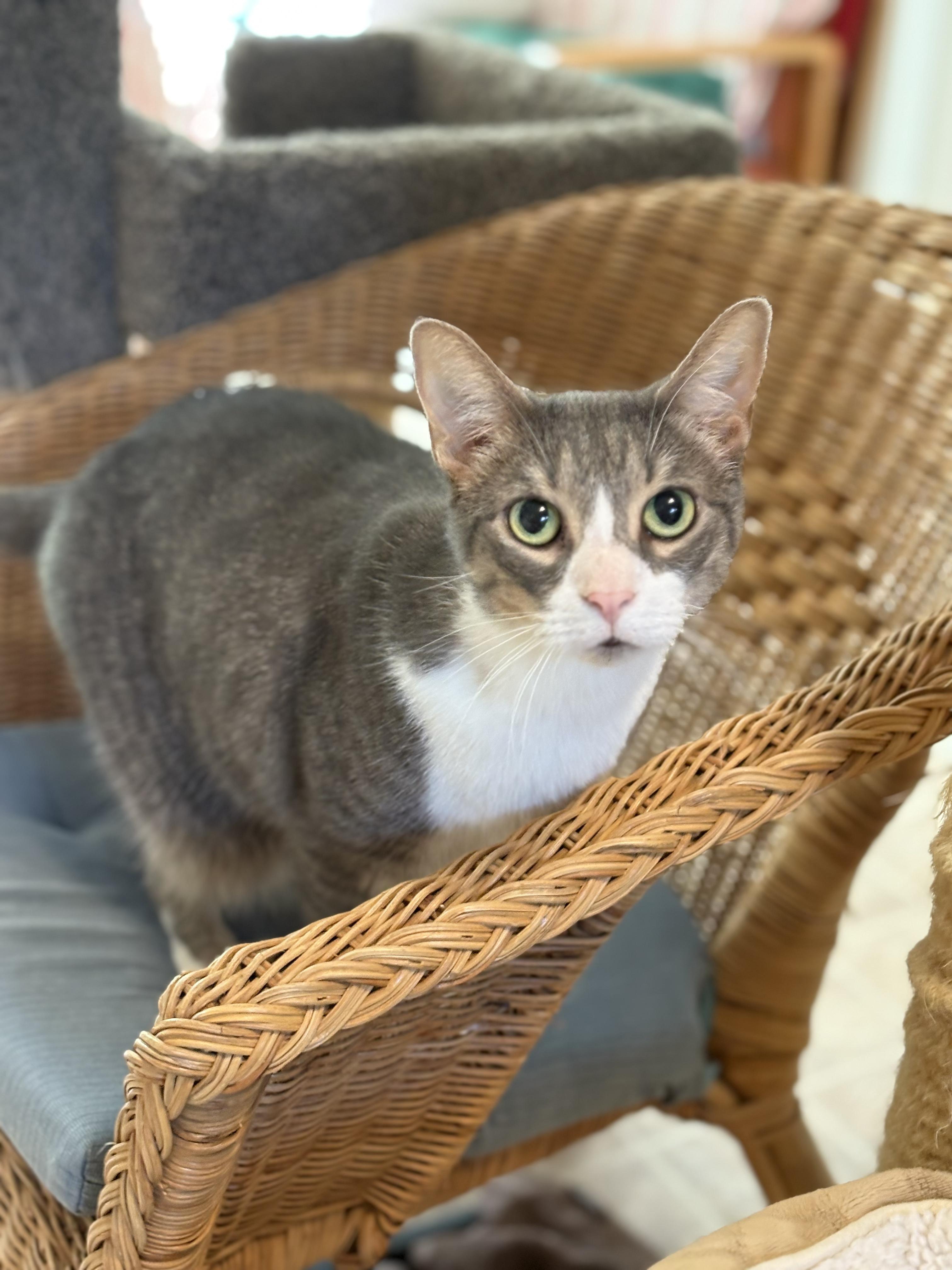 Mei Mei, Adoptable, Adult Female Domestic Short Hair.