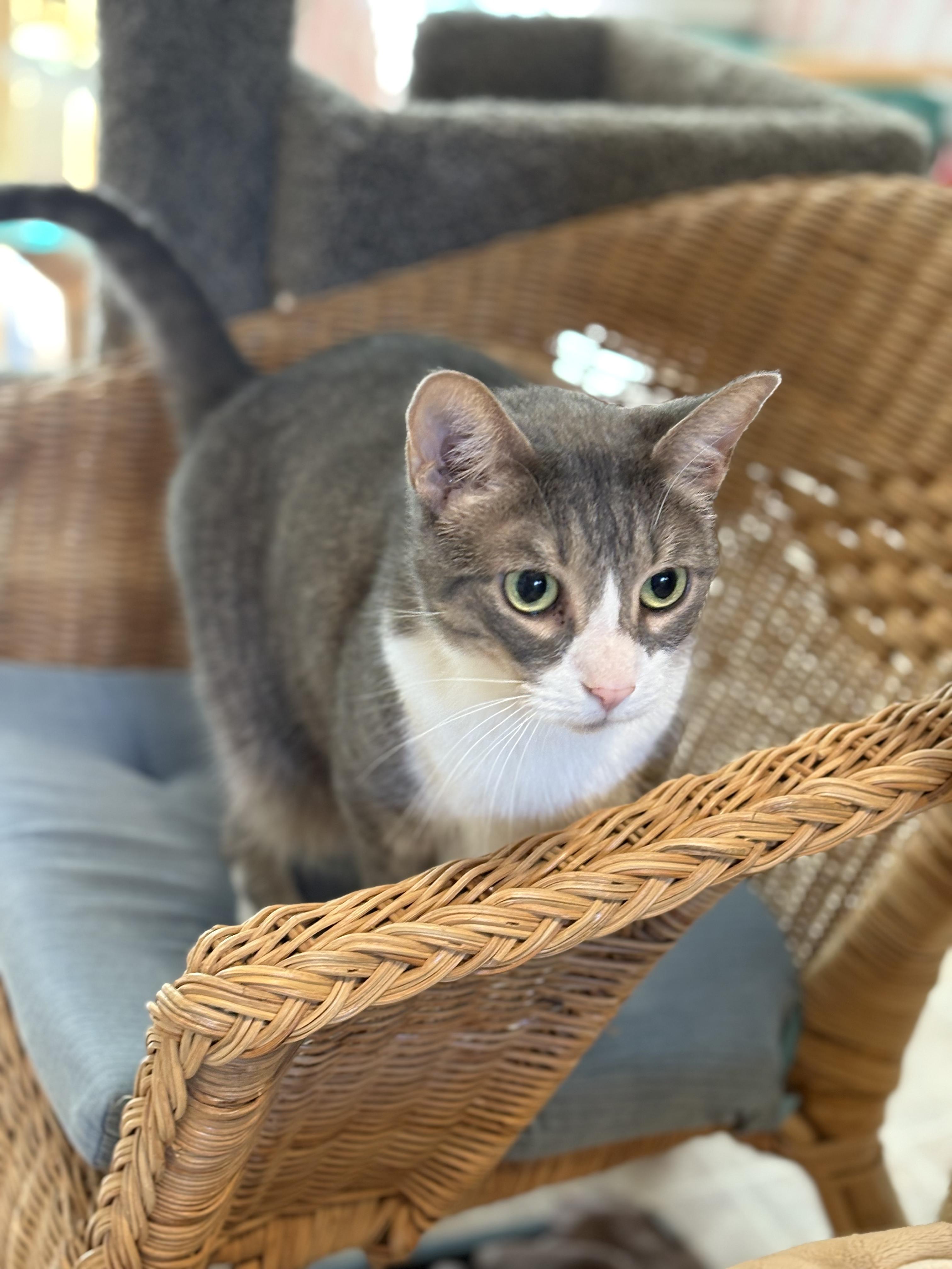 Mei Mei, a Adoptable Domestic Short Hair in East Garafraxa, ON image 2/3