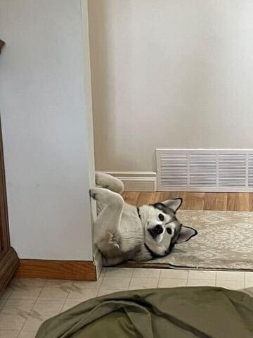 Rosie, Adoptable, Adult Female Husky.