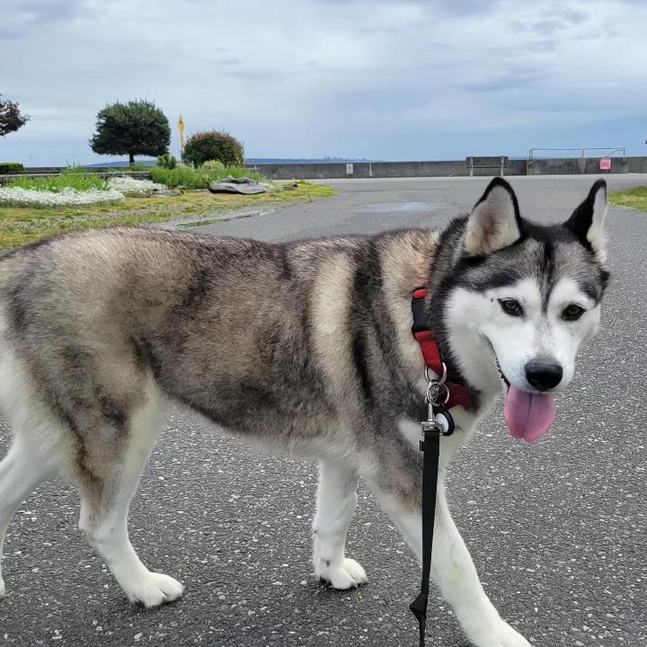 Rosie, Adoptable, Adult Female Husky.