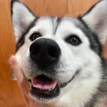 Rosie, an adoptable Husky in Edmonton, AB, T6H 1H5 | Photo Image 5