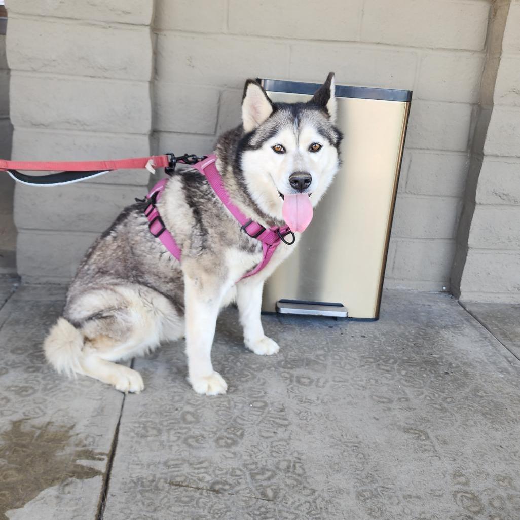 Rosie, an adoptable Husky in Edmonton, AB, T6H 1H5 | Photo Image 2