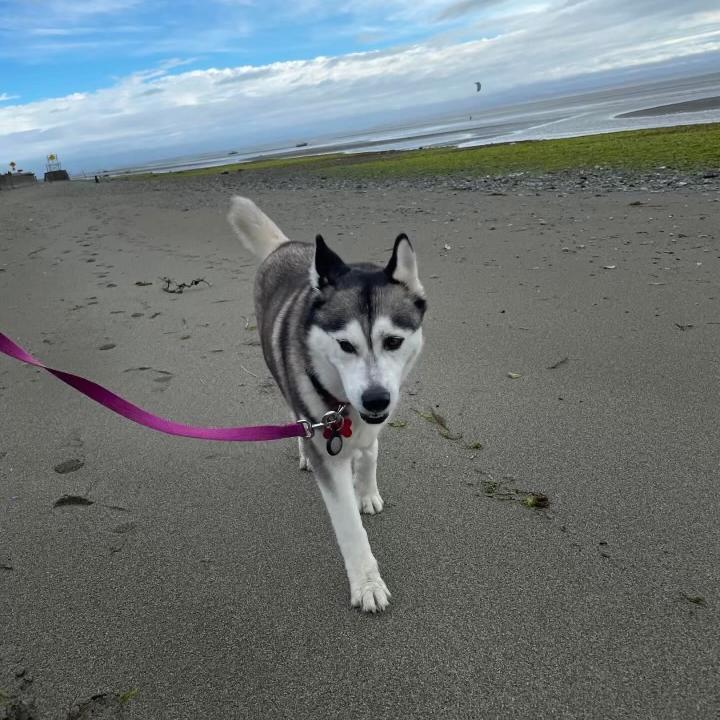 Rosie, a Adoptable Husky in Edmonton, AB image 4/6