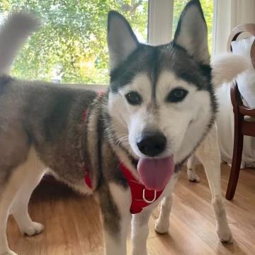 Rosie, an adoptable Husky in Edmonton, AB, T6H 1H5 | Photo Image 1