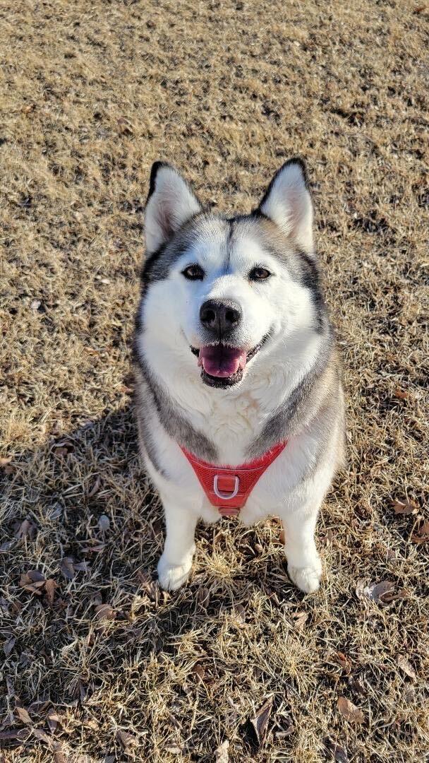 Rosie, Adoptable, Adult Female Siberian Husky & Shiba Inu.