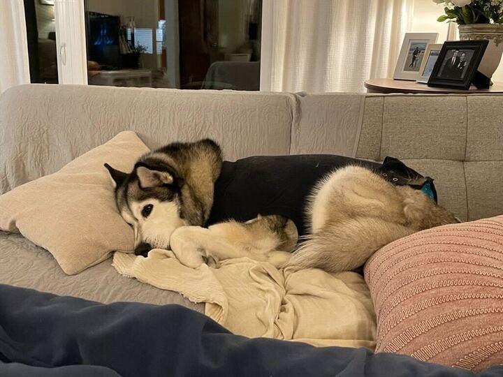 Rosie, a Adoptable Husky in Edmonton, AB image 6/6