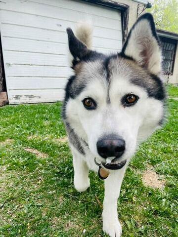 Rosie, a Adoptable Husky in Edmonton, AB image 5/6