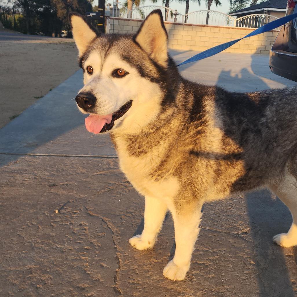Rosie, an adoptable Husky in Edmonton, AB, T6H 1H5 | Photo Image 3