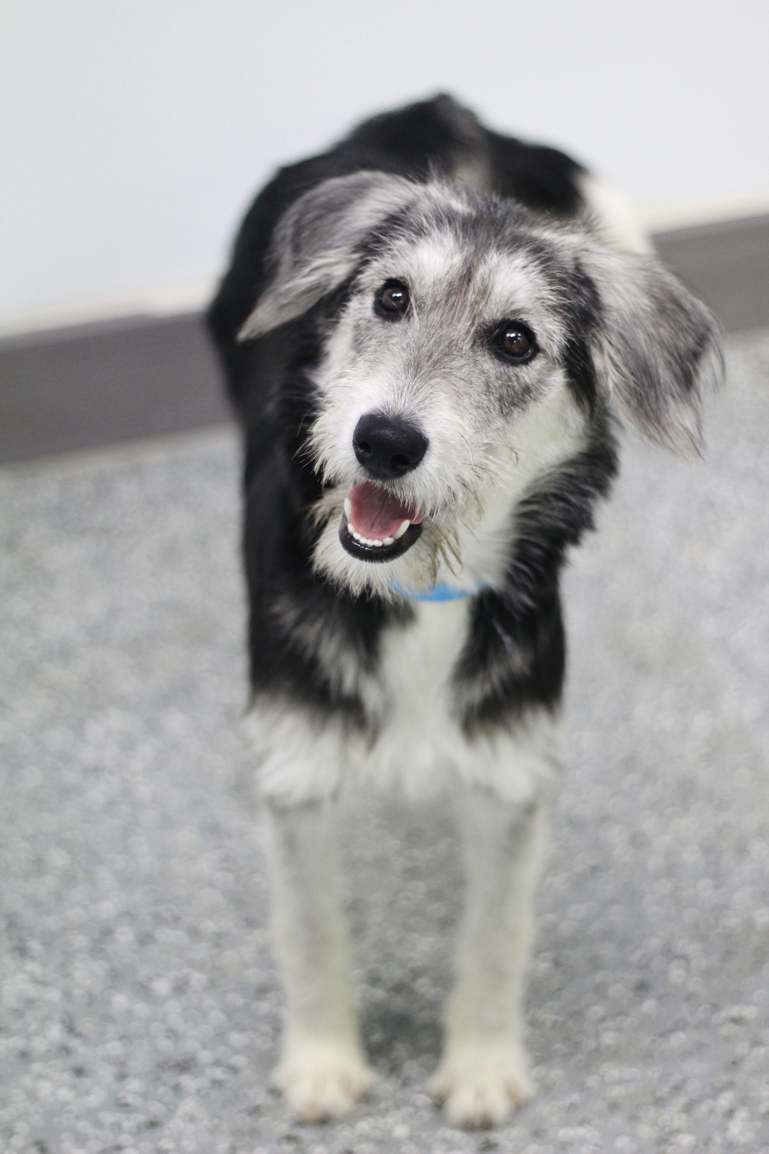 Enlarge Boba in NH. Come Meet our Adoptable Dogs Wednesday-Saturday. More info in Bio, a Adoptable mixed breed in Manchester, NH image 2/3