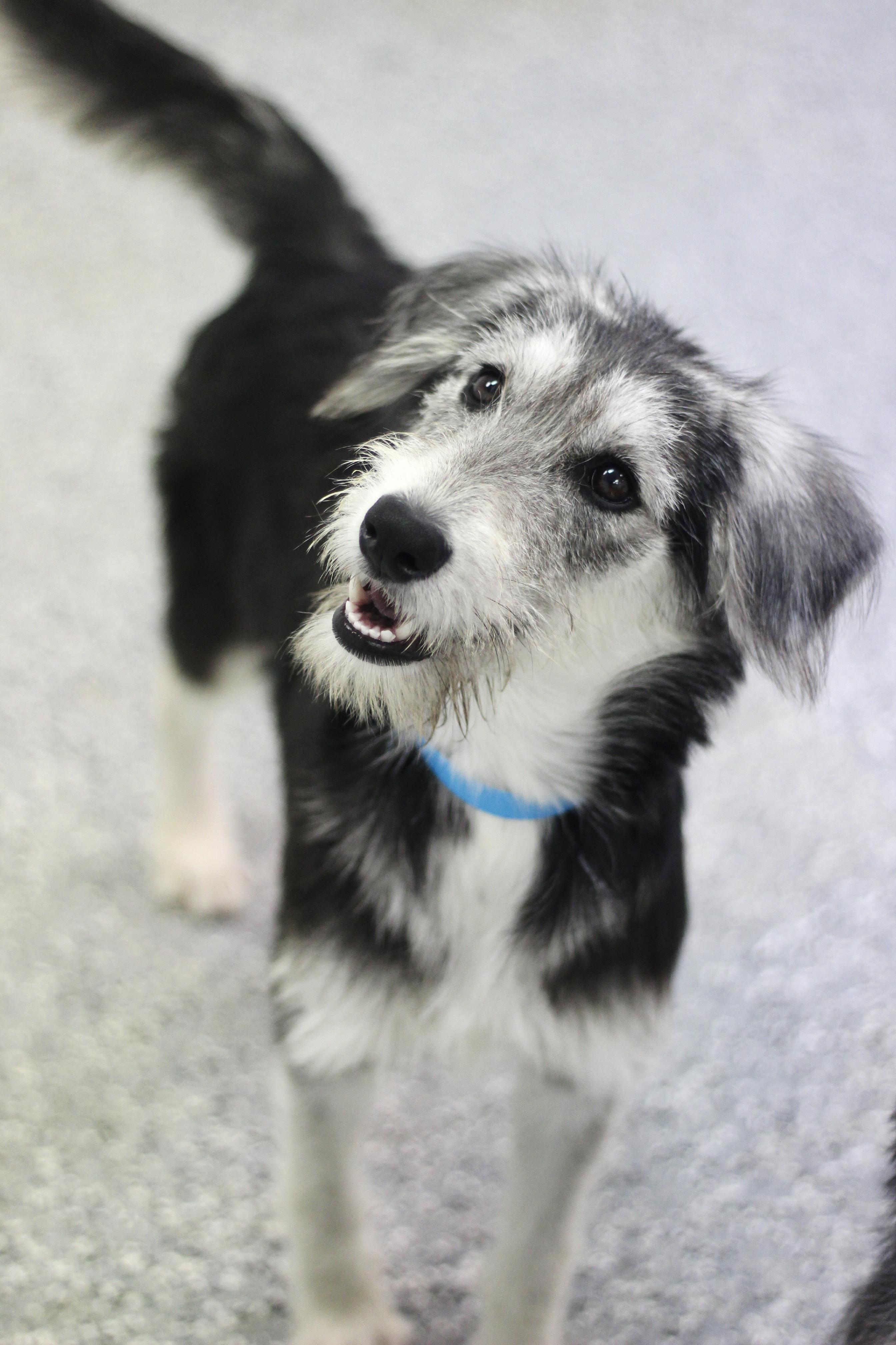 Boba in NH. Come Meet our Adoptable Dogs Wednesday-Saturday. More info in Bio, Adoptable, Puppy Female Schnauzer.