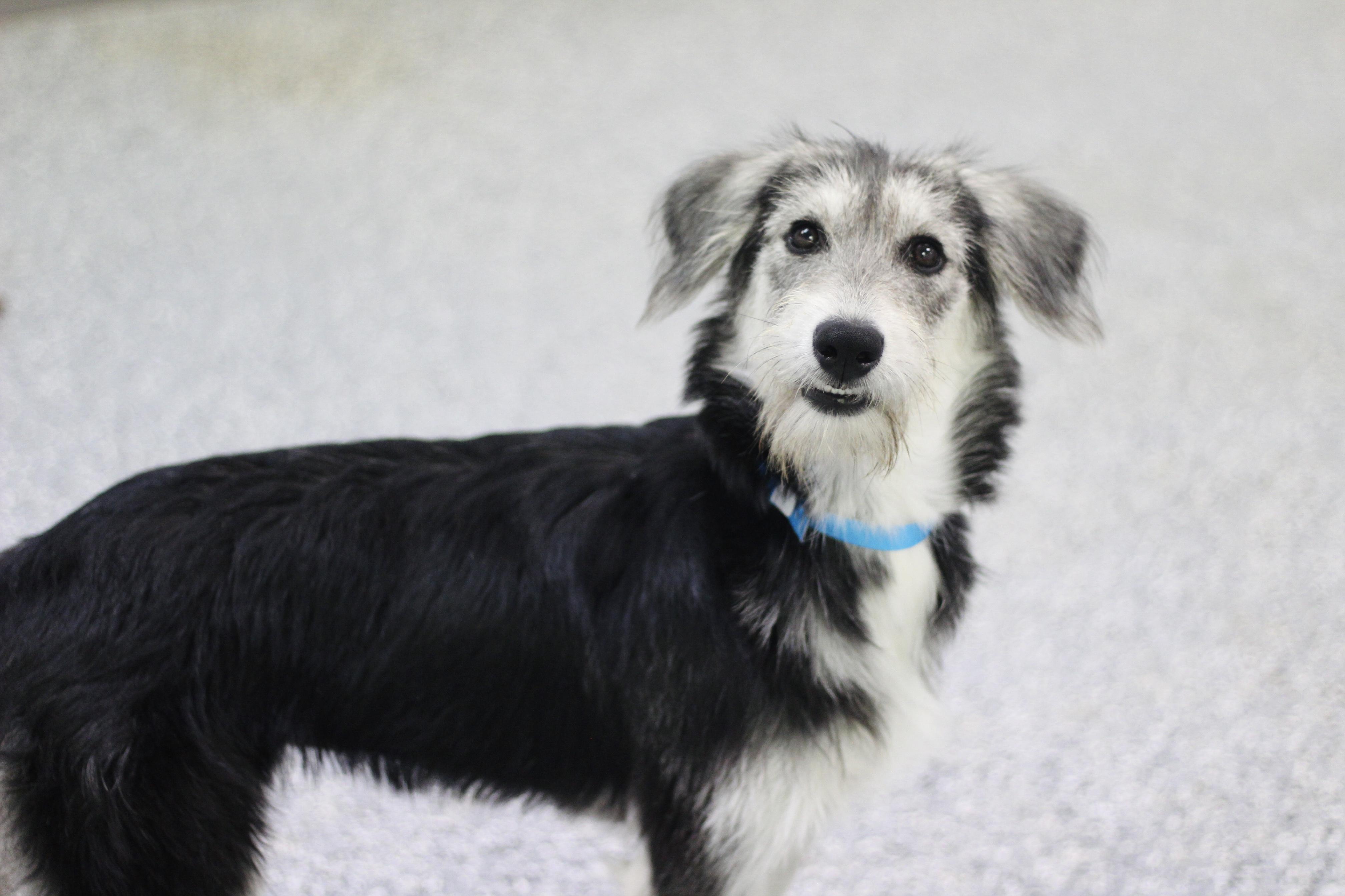 Enlarge Boba in NH. Come Meet our Adoptable Dogs Wednesday-Saturday. More info in Bio, a Adoptable mixed breed in Manchester, NH image 3/3