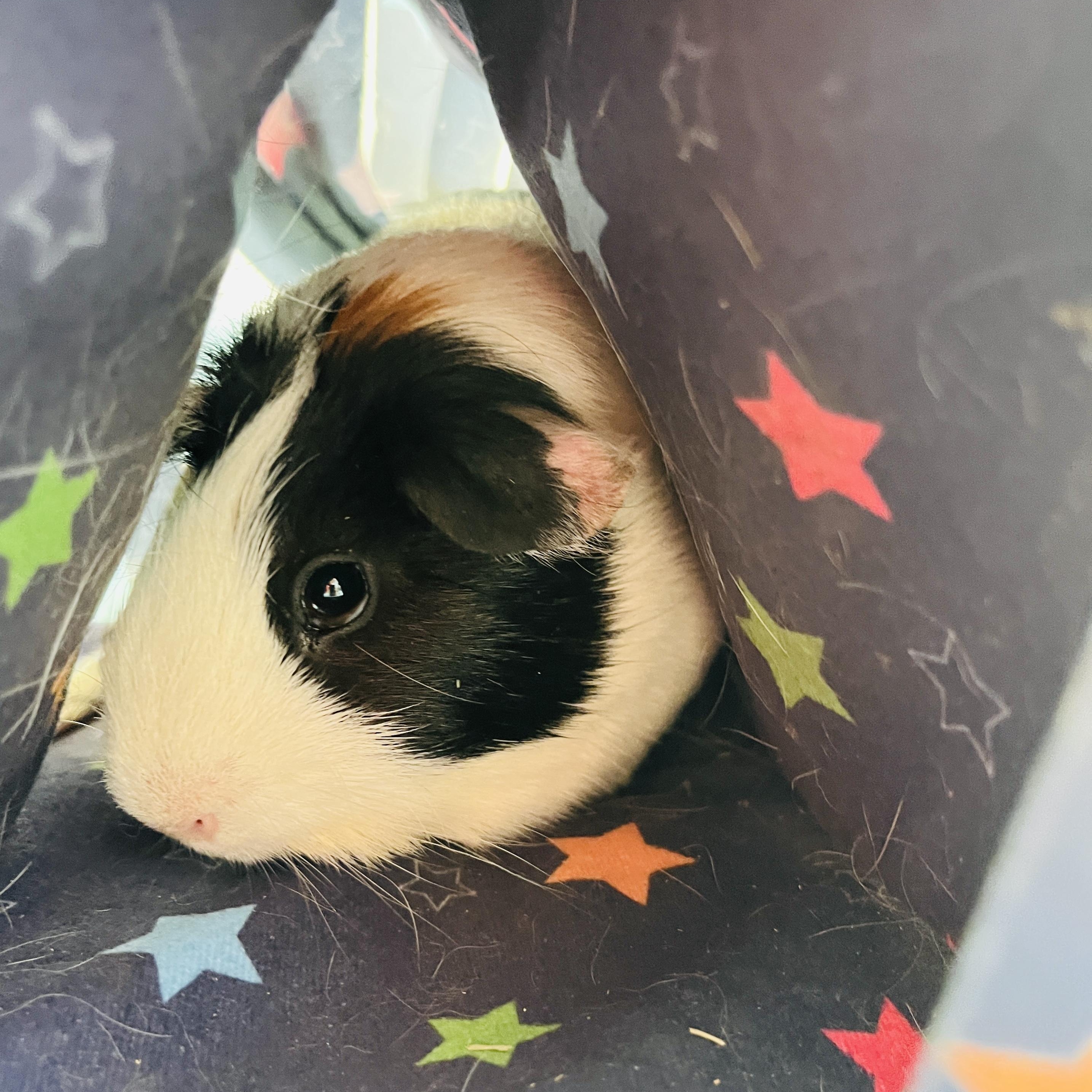 River, a Adoptable Guinea Pig in Oakland, CA image 5/6