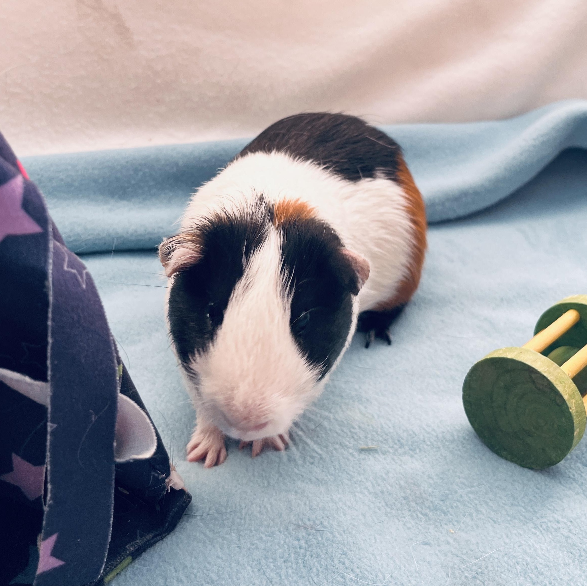 River, a Adoptable Guinea Pig in Oakland, CA image 6/6