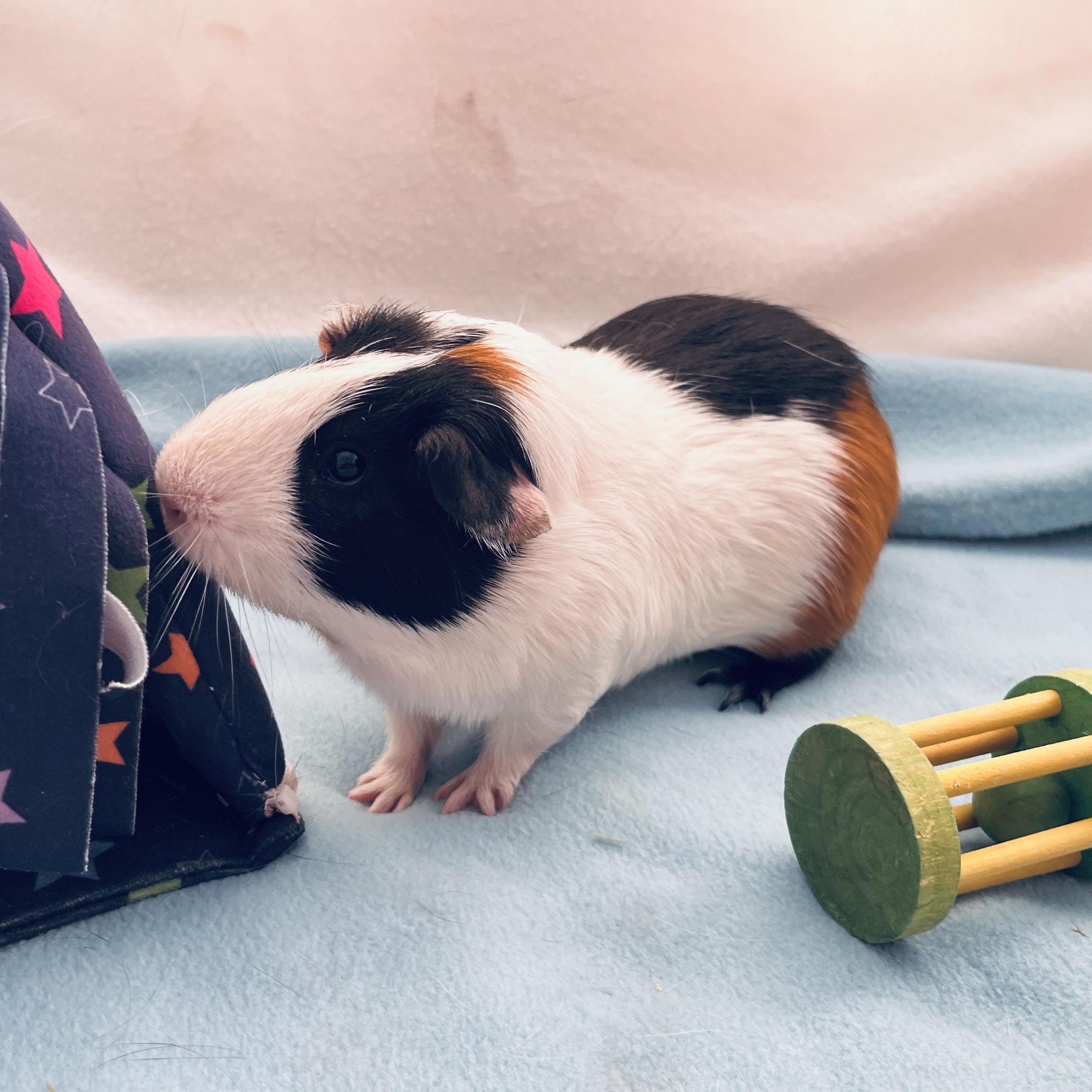 River, a Adoptable Guinea Pig in Oakland, CA image 4/6