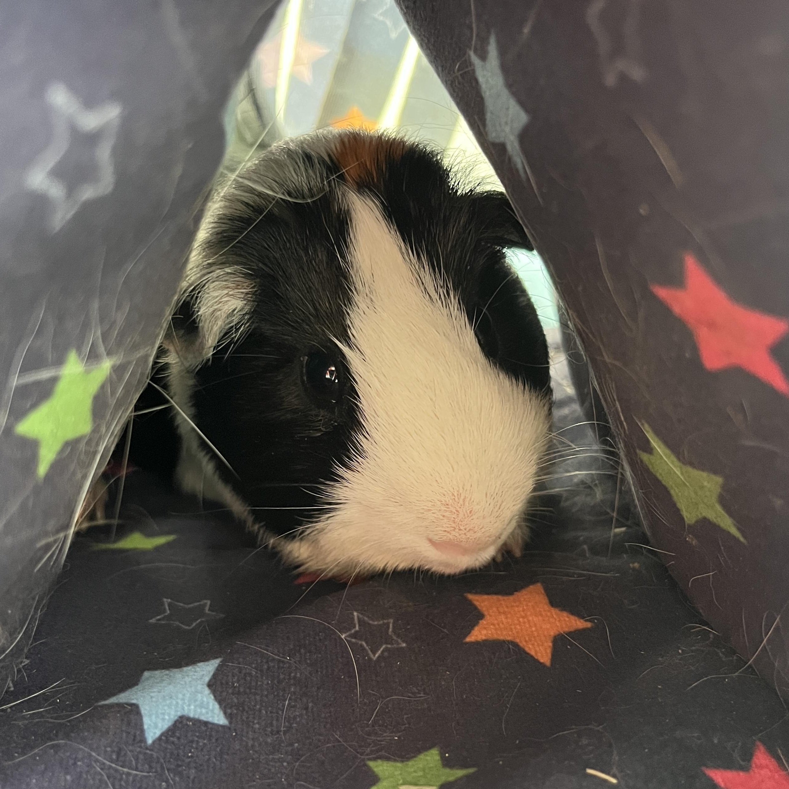 River, Adoptable, Adult Male Guinea Pig.