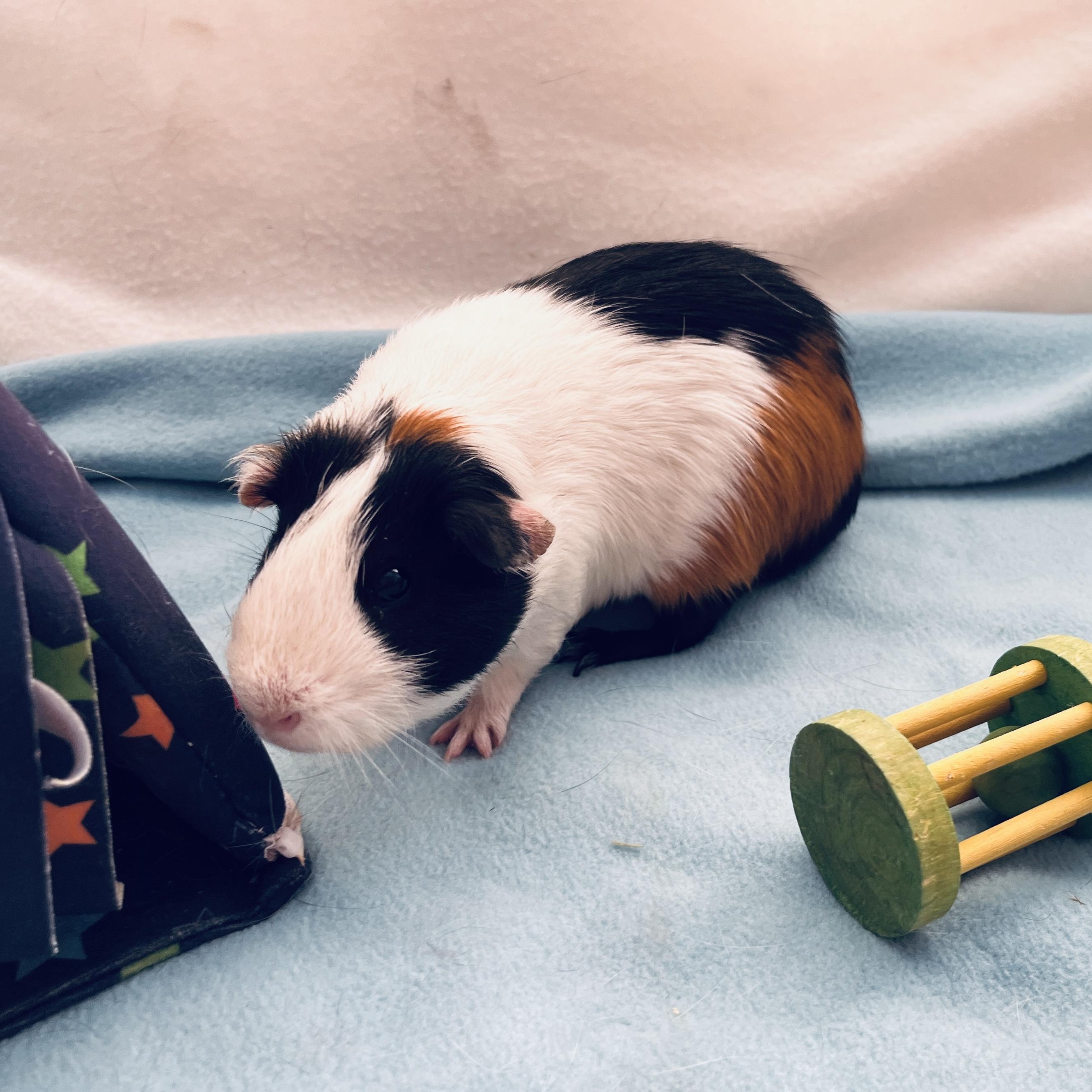 River, a Adoptable Guinea Pig in Oakland, CA image 2/6