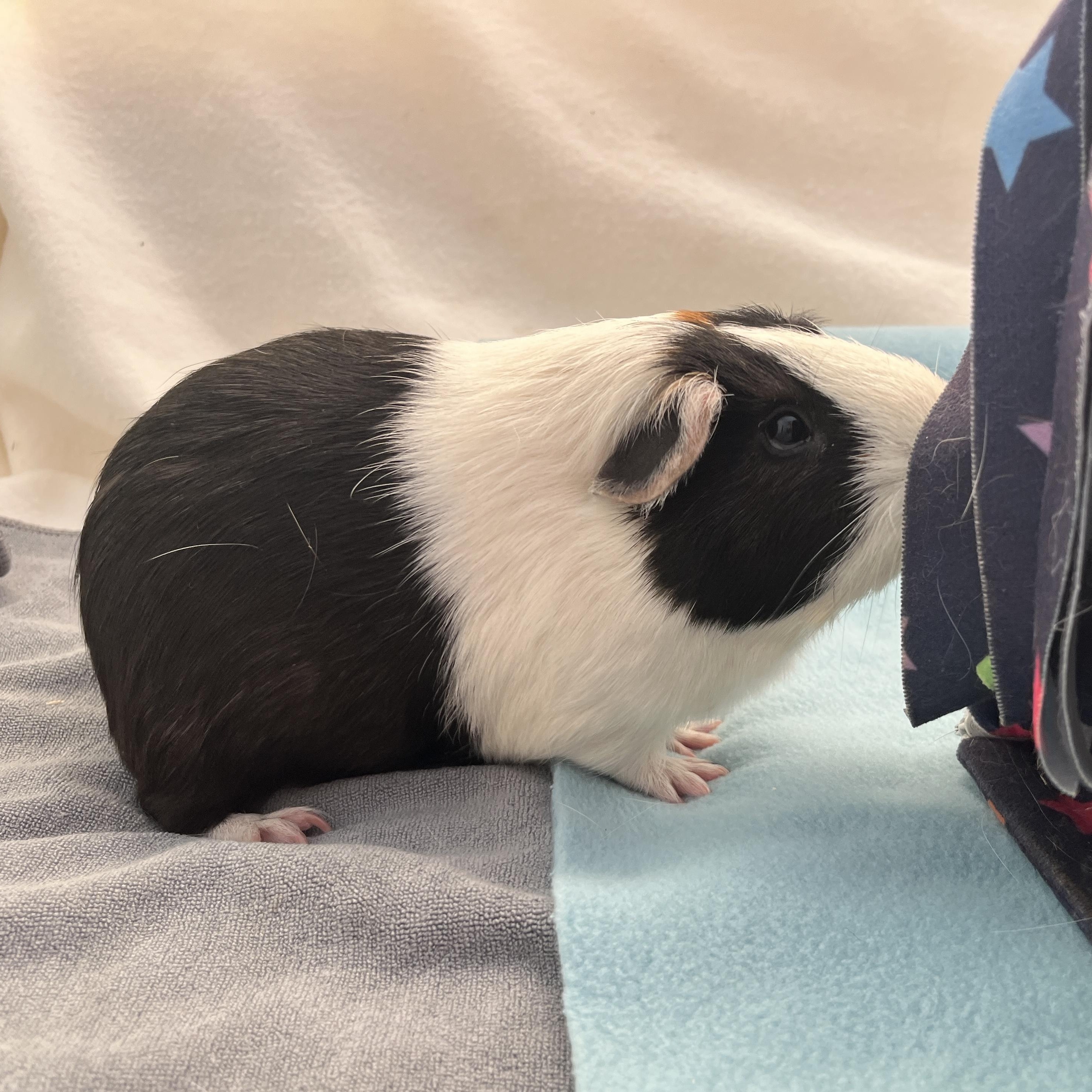 River, a Adoptable Guinea Pig in Oakland, CA image 3/6