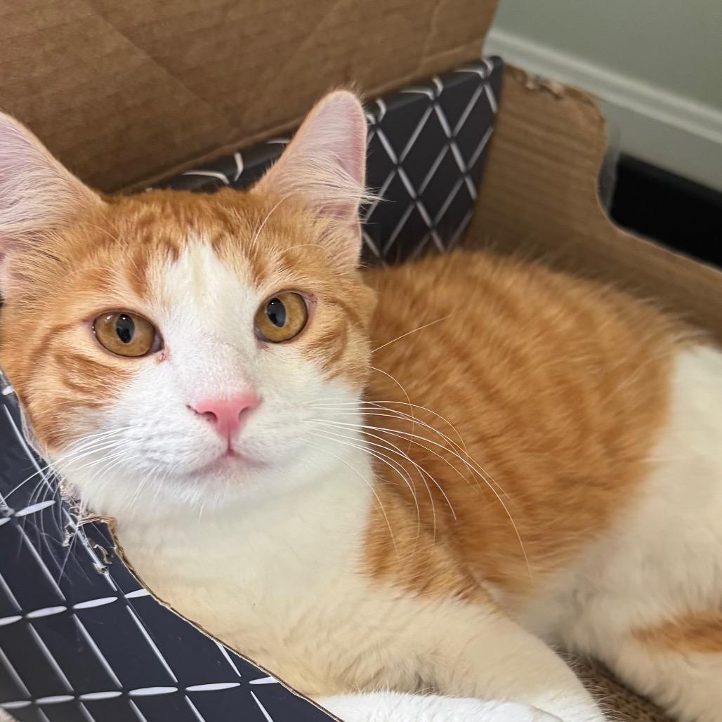 Ginger, Adoptable, Young Male Domestic Medium Hair.