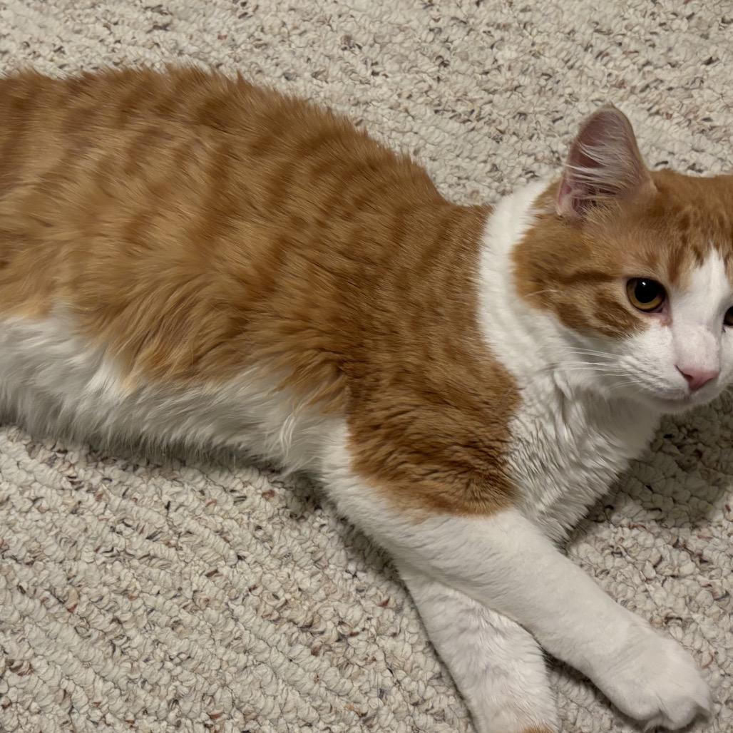 Enlarge Ginger, a Adoptable Domestic Medium Hair in Frederick, MD image 2/5