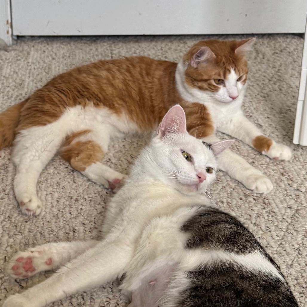 Enlarge Ginger, a Adoptable Domestic Medium Hair in Frederick, MD image 3/5