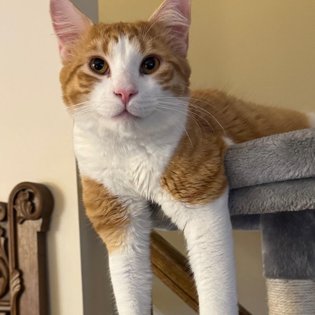 Enlarge Ginger, a Adoptable Domestic Medium Hair in Frederick, MD image 4/5