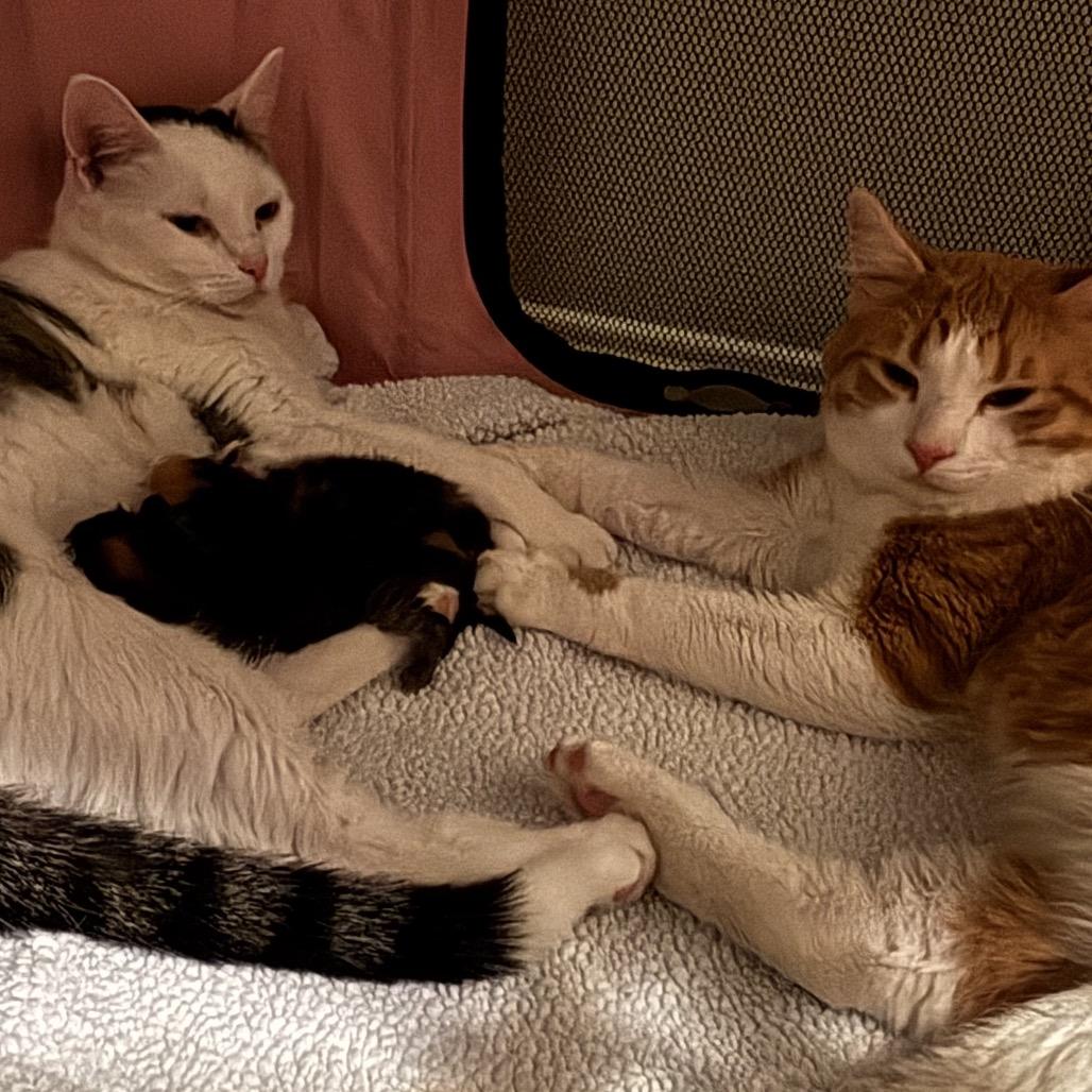 Enlarge Ginger, a Adoptable Domestic Medium Hair in Frederick, MD image 5/5