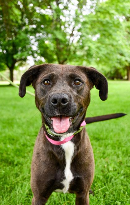 Lizzette, Adoptable, Adult Female Retriever & Mixed Breed.
