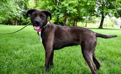 Enlarge Lizzette, a Adoptable mixed breed in Yakima, WA image 2/3