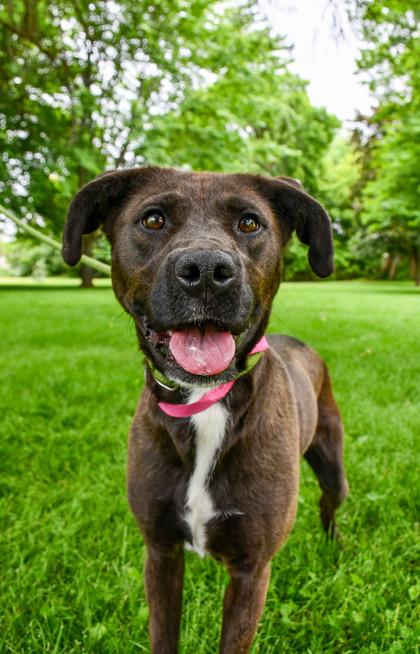 Enlarge Lizzette, a Adoptable mixed breed in Yakima, WA image 3/3