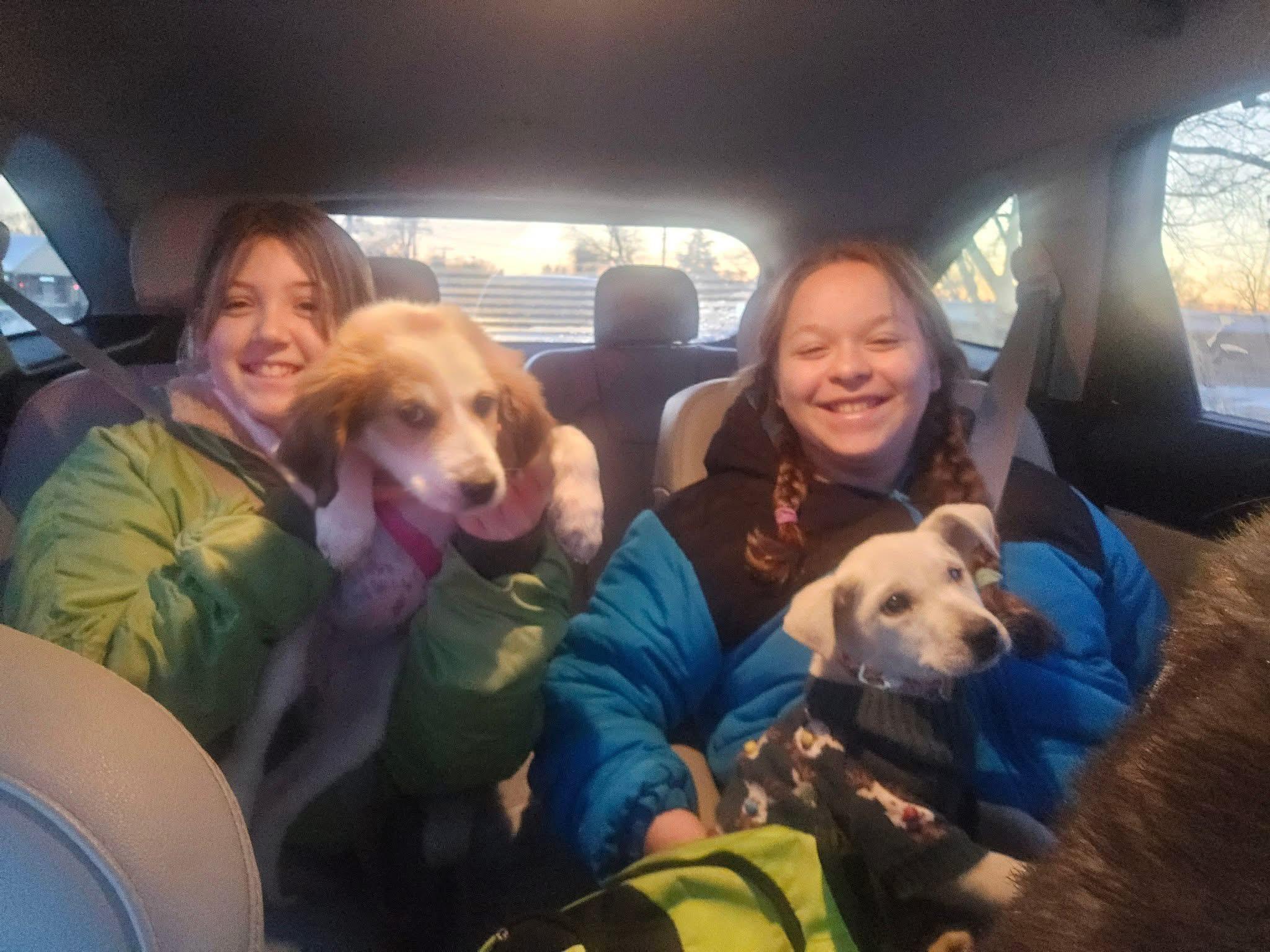 Enlarge Clarice, a Adoptable mixed breed in Oswego, IL image 4/4