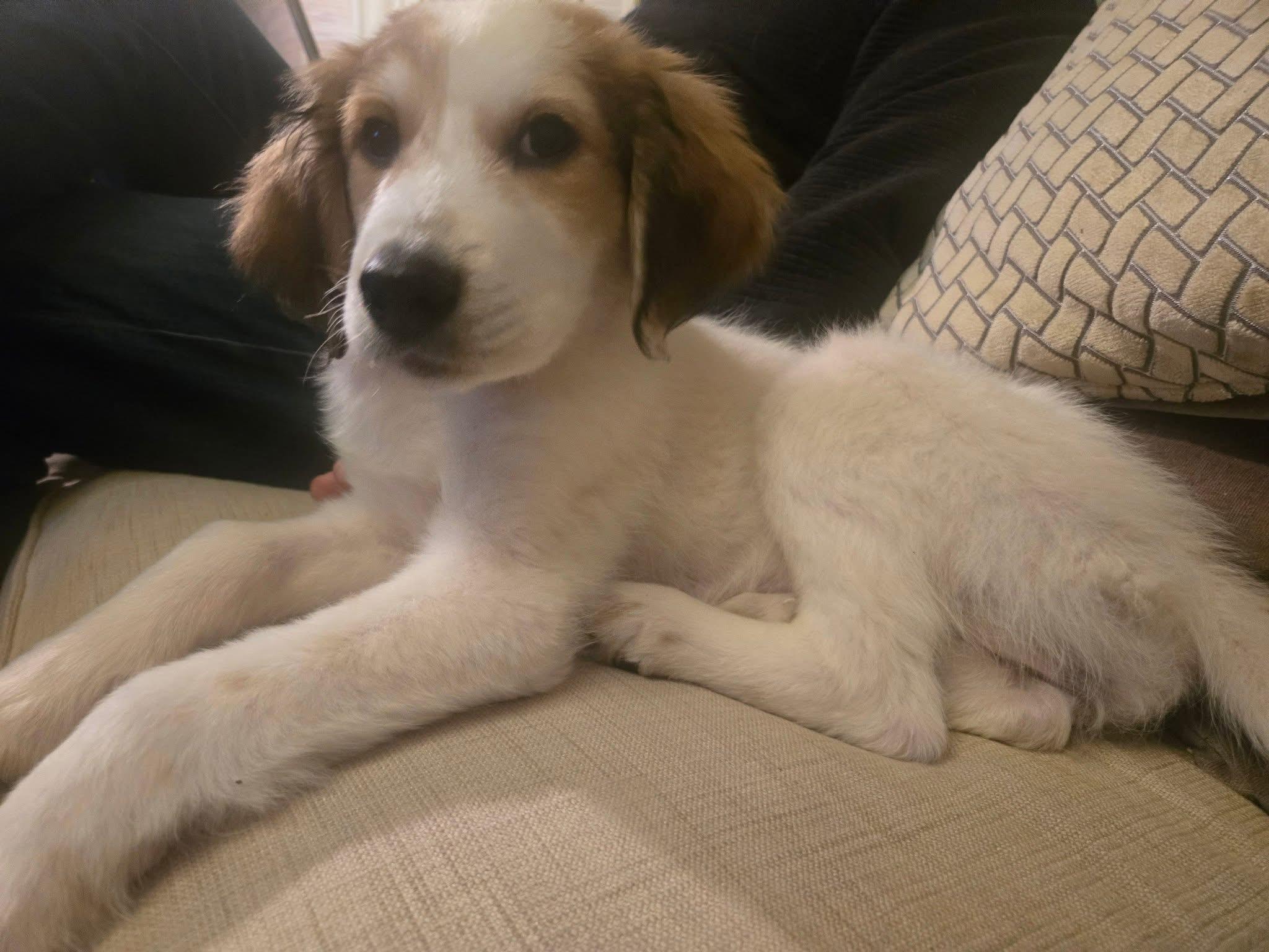 Enlarge Clarice, a Adoptable mixed breed in Oswego, IL image 1/4