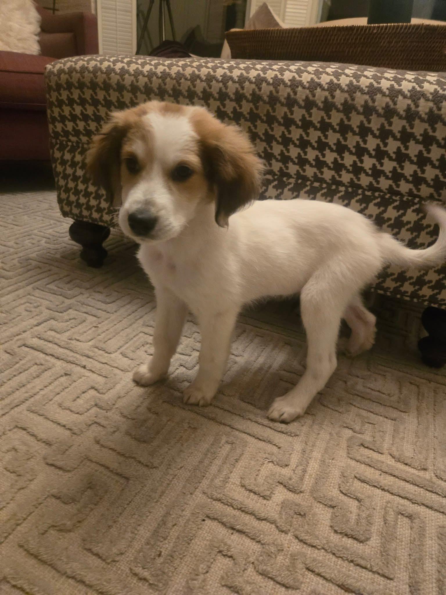 Enlarge Clarice, a Adoptable mixed breed in Oswego, IL image 3/4