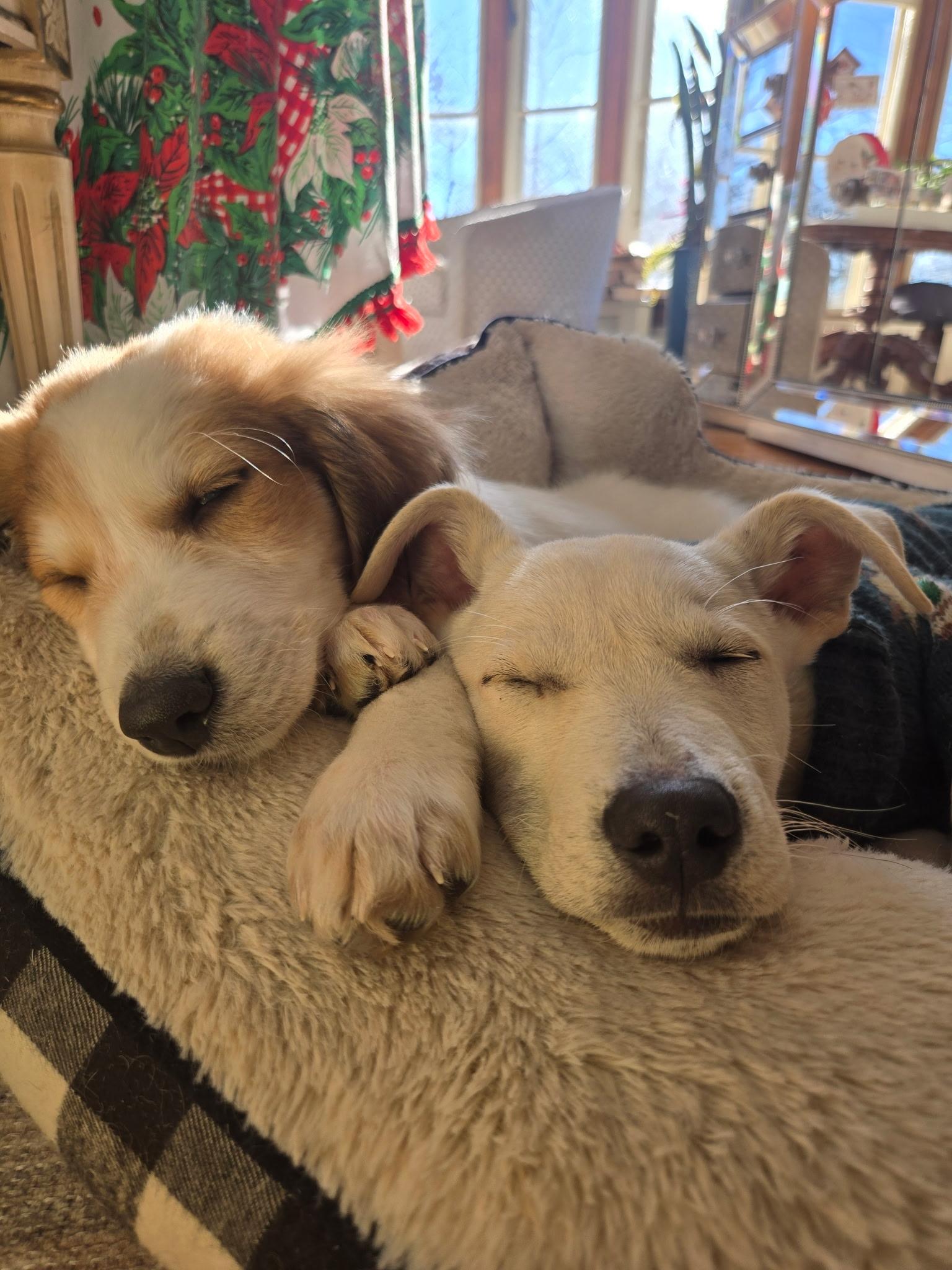 Enlarge Clarice, a Adoptable mixed breed in Oswego, IL image 2/4