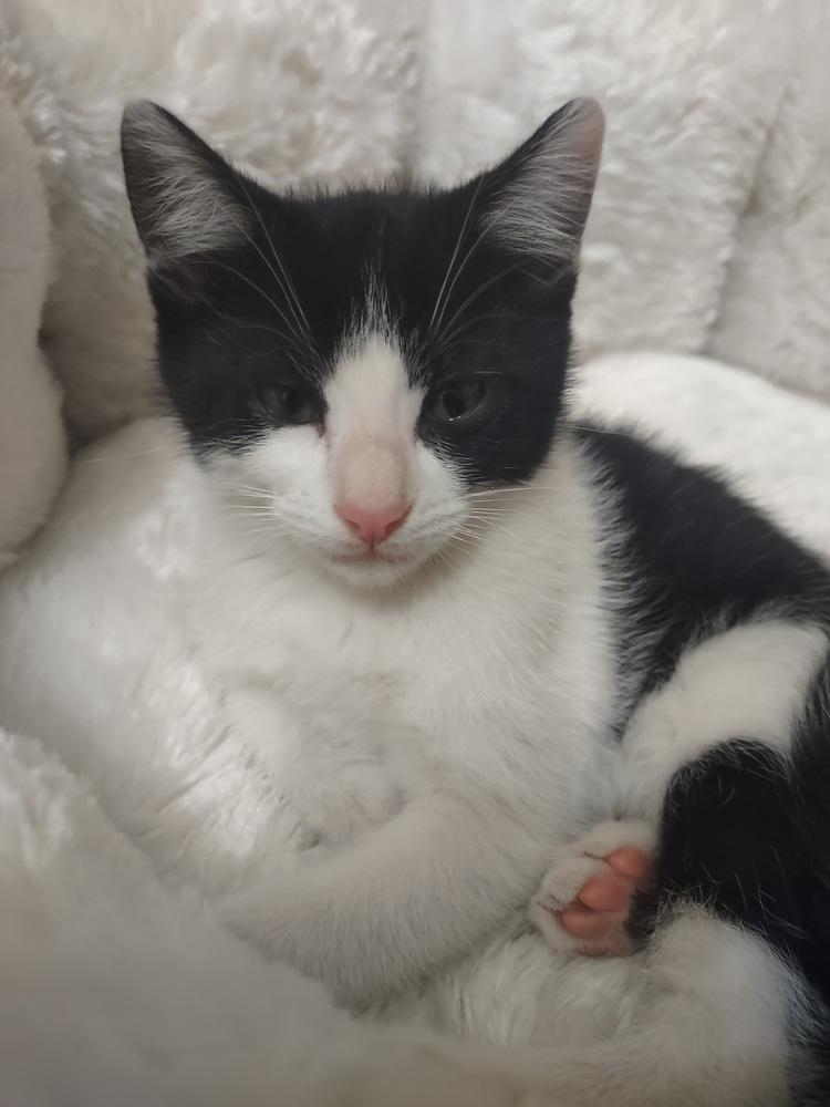 Angus, Adoptable, Kitten Male Domestic Short Hair.