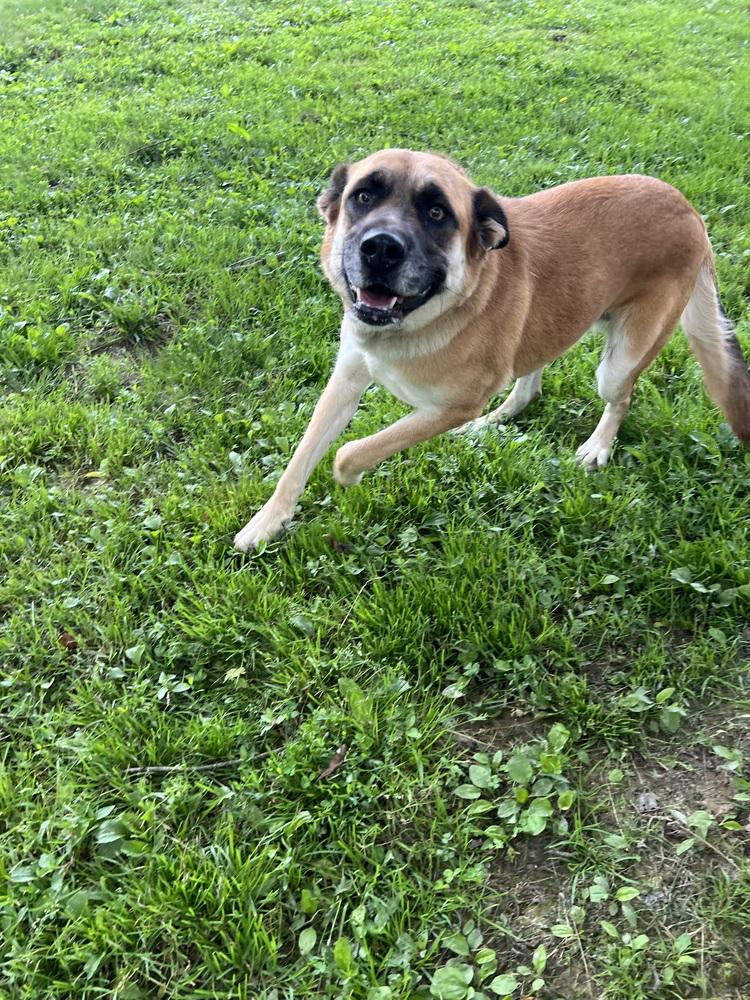 Suzie Q, Adoptable, Adult Female German Shepherd Dog.