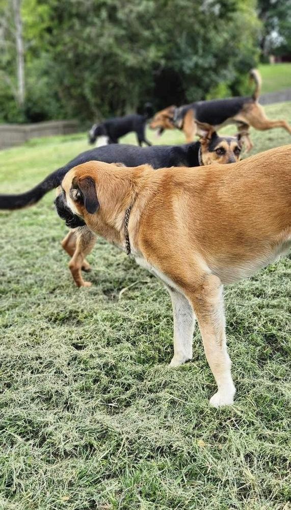 Enlarge Suzie Q, a Adoptable mixed breed in Osgood, IN image 2/6